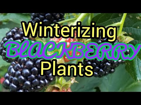 Video: Winterizing Blackberries: Blackberry Bush Caij Nplooj Ntoos Hlav Hauv Lub Vaj