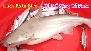 Cách Phân Biệt Cá Hú Sông Cá Nuôi Đơn Giản Miền Tây Sông Nước / Kiềm Rapper