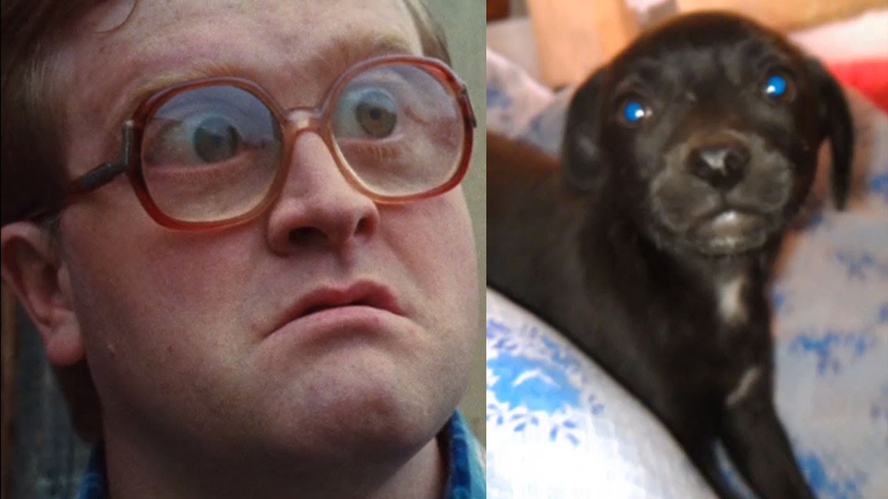 Bubbles Gets a Puppy Trailer Park Boys YouTube
