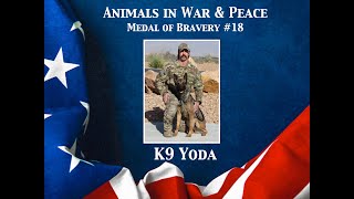 K9 Yoda - Animals in War & Peace Medal of Bravery #18