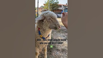 Sheep Are Smarter Than You Think! 😲🐑