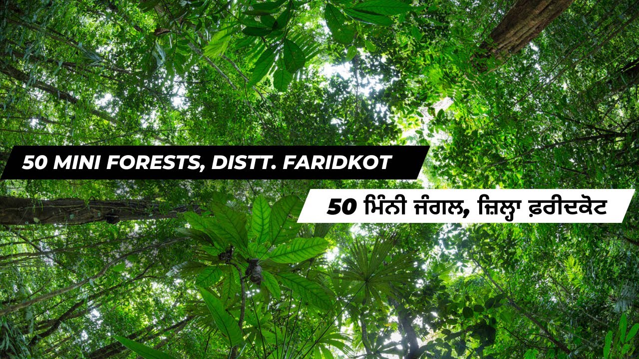 Mini Forest Project 50 Mini Forest Project in Distt. Faridkot #miniforest #plantation # ...