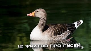 видео: 12 фактов про гусей картинка: 12 фактов про гусей