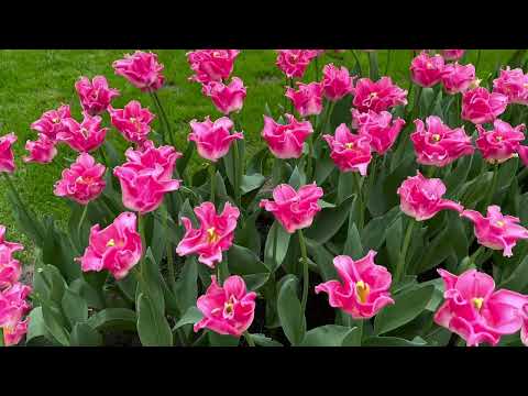 Keukenkof 2024 flowers tulips and narcissi . Большой цветочный парк в Нидерландах.