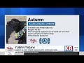 Midday Guests 5/29: It's Furry Friday! Meet 'Autumn' from the NEA Humane Society shelter
