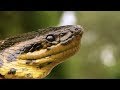 How a Wild Anaconda Strangles Prey | Deadly 60 | Earth Unplugged