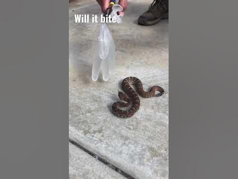 Snake bite test - Warm Glove - YouTube