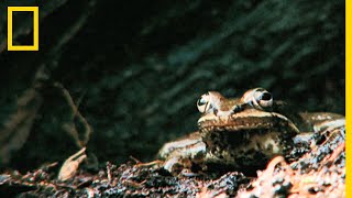 La fascinante réaction chimique de la grenouille des bois face au grand froid