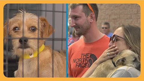 Tracy's Dogs Rescues Shelter Dogs From Euthanasia ...