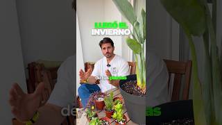 Cómo Proteger Tus Plantas Del Frío