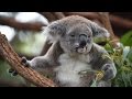 Популяция австралийских коал сокращается (новости)