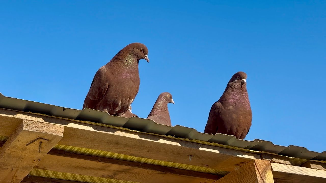 ГОЛУБИ НИКОЛАЕВСКИЕ