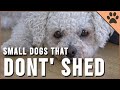 Top 10 Small Dog Breeds That Don't Shed