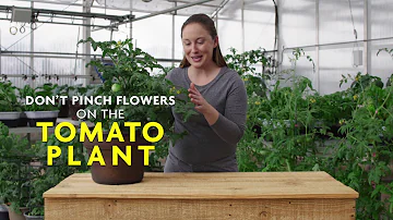 Are Bonnie tomato plants determinate or indeterminate?