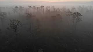 Hyperlapse flying over the Disney Nature Preserve at dawn
