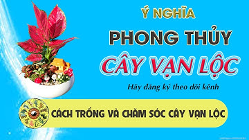 Ý Nghĩa Phong Thủy cây vạn lộc Và đặc điểm ,Cách Chăm Sóc Cây Vạn Lộc