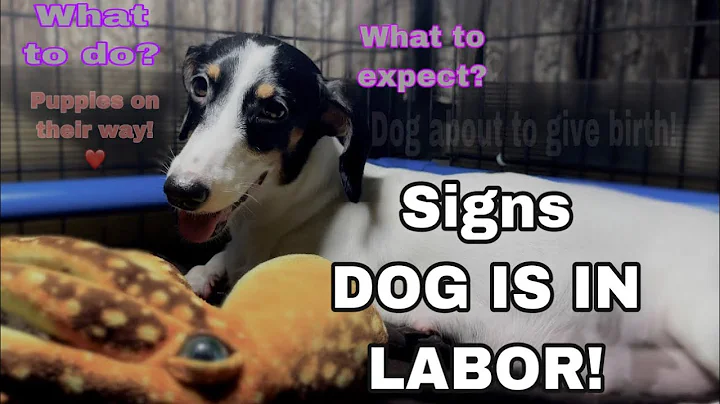 Signs dog is going into labor | My Dog is in labor !| What to expect/What to do? - DayDayNews