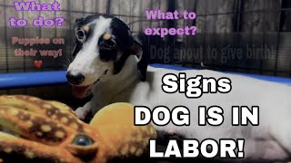 Signs dog is going into labor | My Dog is in labor !| What to expect\/What to do?