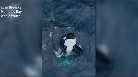 Rare video shows pod of 30 killer whales playing off California coast