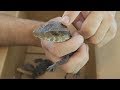 Unboxing My Cuvier's Dwarf Caimans