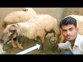 खाशी का रामबाण इलाज भेड़ का पेशाब !! Narayan Indra Vlogs