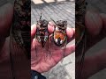 308 クマゼミも セミのオス メスの見分け方 307の続き 308 クマゼミも セミのオス メスの見分け方 307の続き