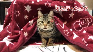 旅行で不在の妹が恋しすぎて怒っていじけてしまった猫ｗ