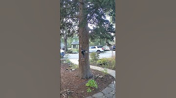 Squirrels at the big tree doing squirrel things #squirrels