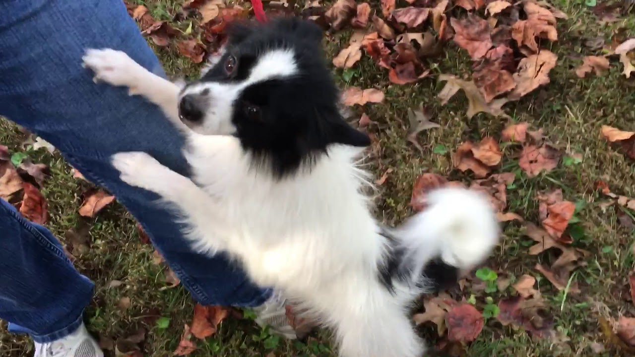 border collie papillon mix puppies