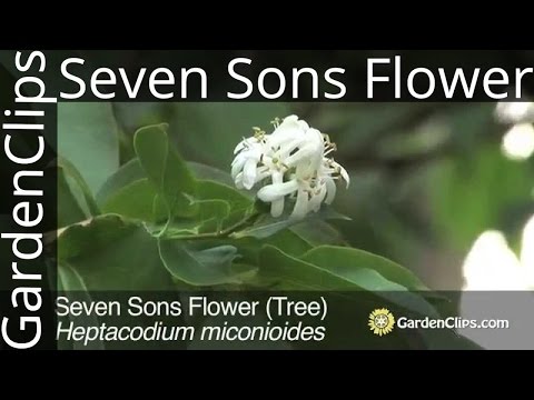 Video: Heptacodium Seven Son Care: Cov Tswv Yim Kom Loj Hlob Xya Leej Tub