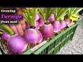 Step by step growing turnips from seed to harvest