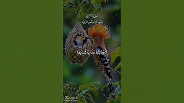 سورة النمل #marvel #اكسبلور #العظماء #duet #الرحمن #motivation #الظروف #لايك