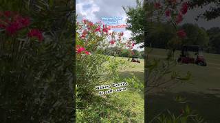 On the golf course #shorts #short #walking  #exercise #texas #usa #shortvideo #healthy #youtube