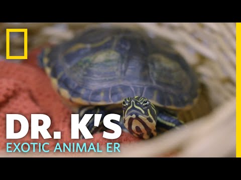 A Turtle with Shell Rot | Dr. K