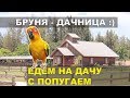 Едем на дачу с попугаем на машине. Бруня стала дачницей)