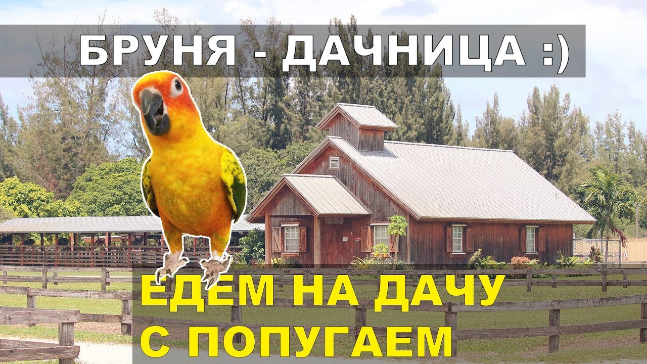 Перевозка попугая в машине