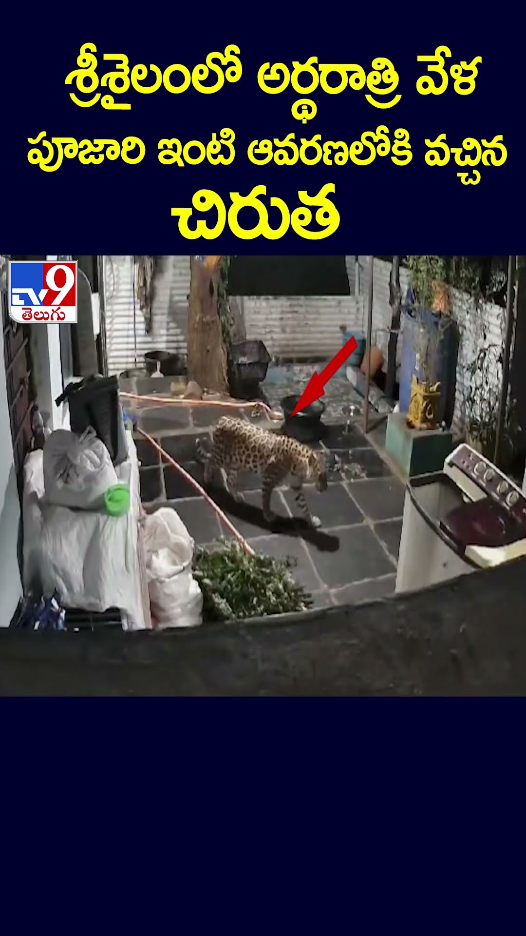 శ్రీశైలంలో అర్థరాత్రి వేళ పూజారి ఇంటి ఆవరణలోకి వచ్చిన చిరుత - TV9