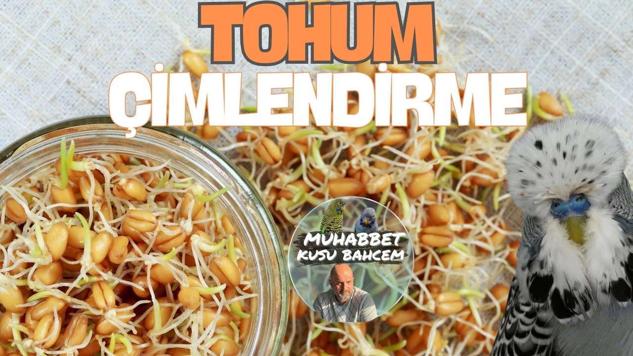 Muhabbet Kuşu Kolay Buğday Çimlendirme   Tohum Filizlendirme Nasıl Yapılır