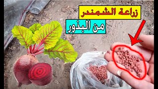 زراعة الشمندر بسهولة تامة وطريقة مضمونة / شاهدني وأنا أزرع .