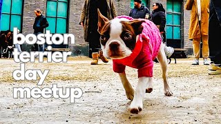 Slo-Mo Boston Terriers at the NYC Boston Terrier Meetup