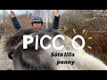 Gulligaste shettisen, Picco!