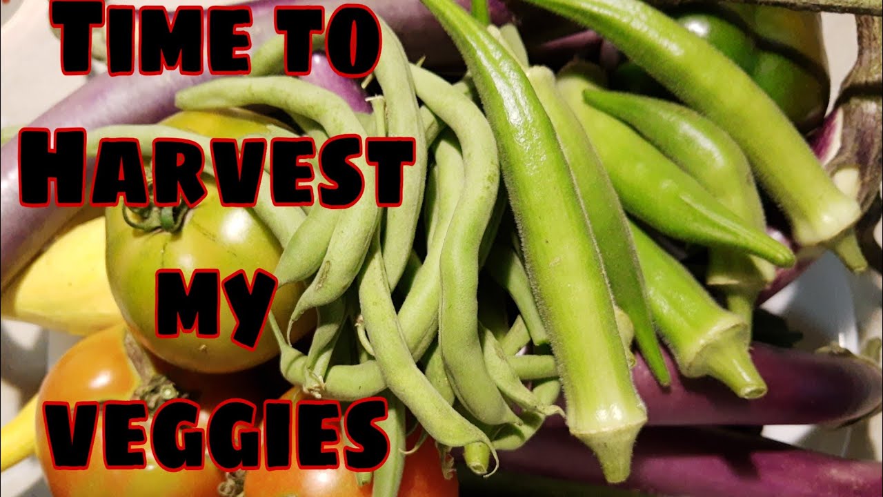 Time to Harvest my veggies - YouTube