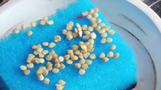 видео Как вырастить рассаду сладкого перца в домашних условиях