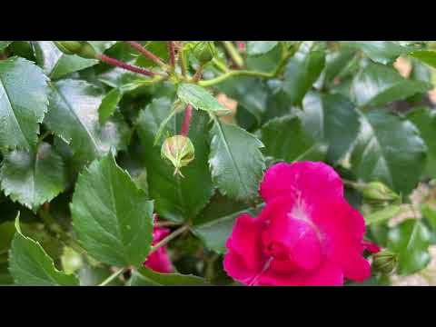 五匹のこぶたとチャールストン YouTube