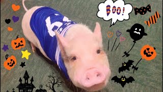 もうすぐハロウィンですね！コスプレをしたミニブタつくね君の背番号の意味は？