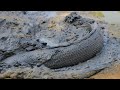 Best find snakehead fish in dry season mud 2020