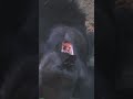 Silverback gorilla Haoko can't stop yawning. シルバーバックゴリラのハオコ、あくびが止まらない