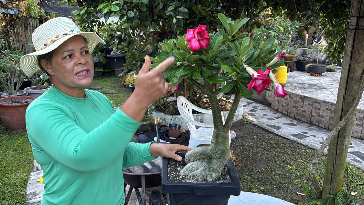 SAIBA O MOMENTO CORRETO DE REPLANTAR SUA ROSA DO DESERTO