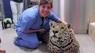 Pregnant Mama Jaguar Who Killed Her Last 2 Cubs Ends Up Giving Vets The Fight Of Their Lives