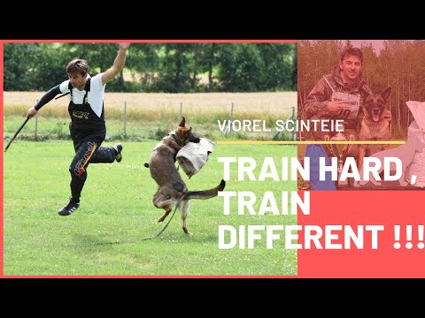 dog-training-to-another-level-with-malinois-and-german-shepherd-.helper-viorel-scinteie-!!!